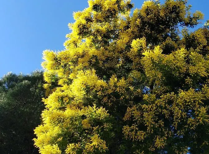 Daire T2, Piscine, Parking, Plages A 200m *